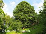 Survival pobyt pod Kykulou