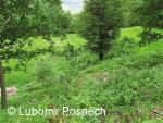 Survival pobyt pod Kykulou