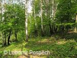 Survival pobyt pod Kykulou