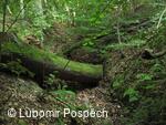 Survival pobyt pod Kykulou