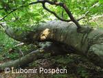 Survival pobyt pod Kykulou