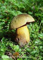 Survival v biologické rezervaci pod Kykulou